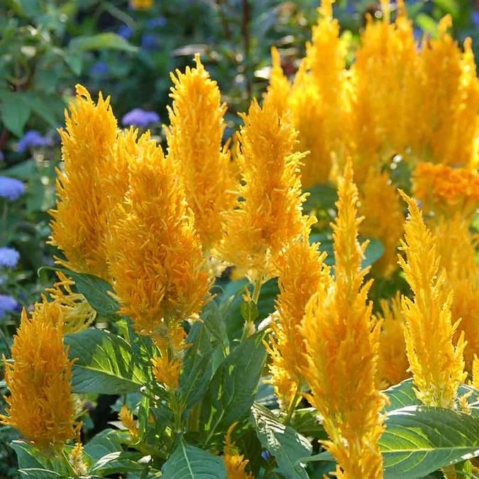 celosia plume sunday orange new.jpg