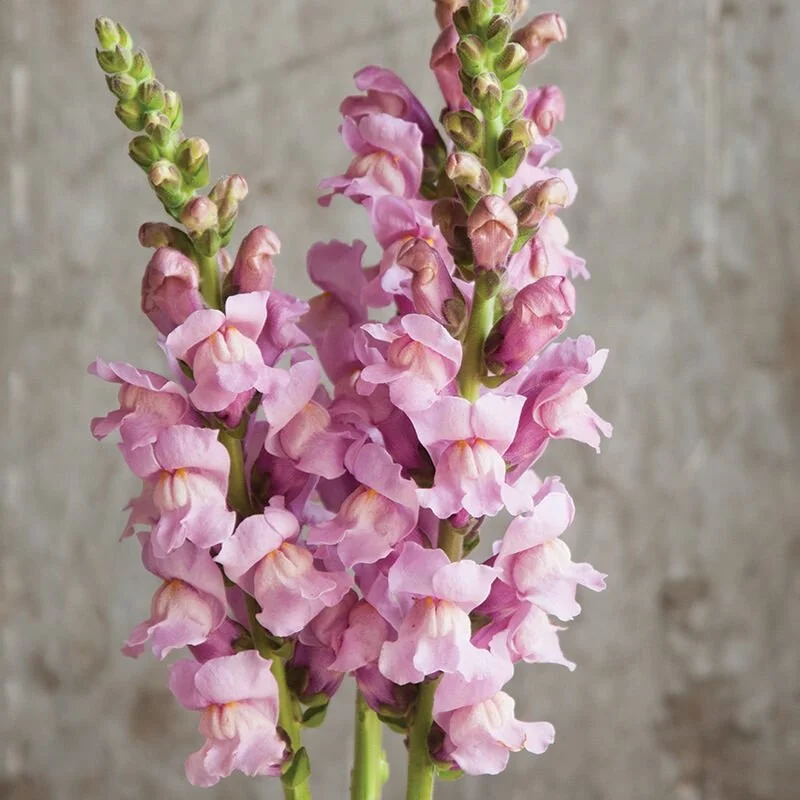 Snapdragon 'Potomac Lavender'