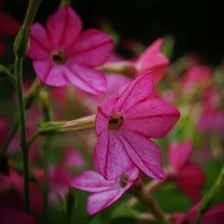 Nicotiana 'Perfume Bright Rose'   **