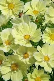 cosmos xanthos new.jpg
