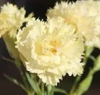 Dianthus 'Marie Chabaud'   ++