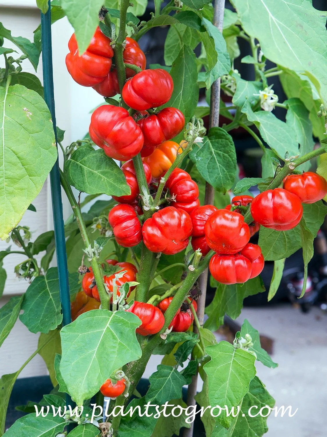 Solanum 'Pumpkin On A Stick' **++