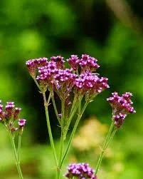 verbena brazilian vervain new.jpg