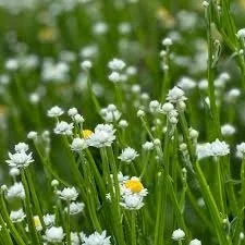 ammobium new.jpg