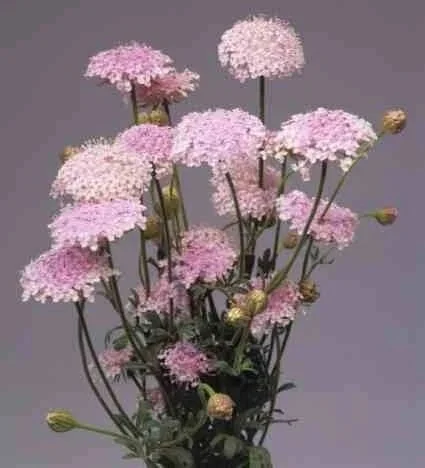 Didiscus 'Lacy Pink'