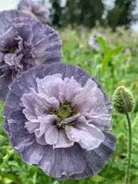 Papaver 'Amazing Grey'  **