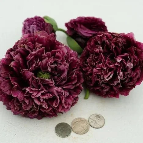 Papaver 'Black Peony'  **