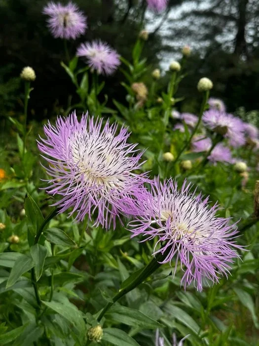 American Basket Flower