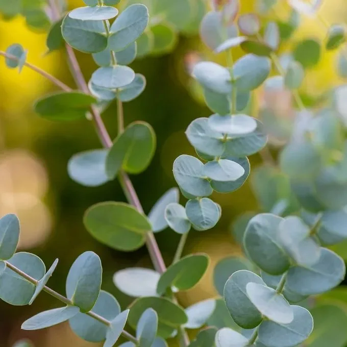 Eucalyptus 'Silver Drop'