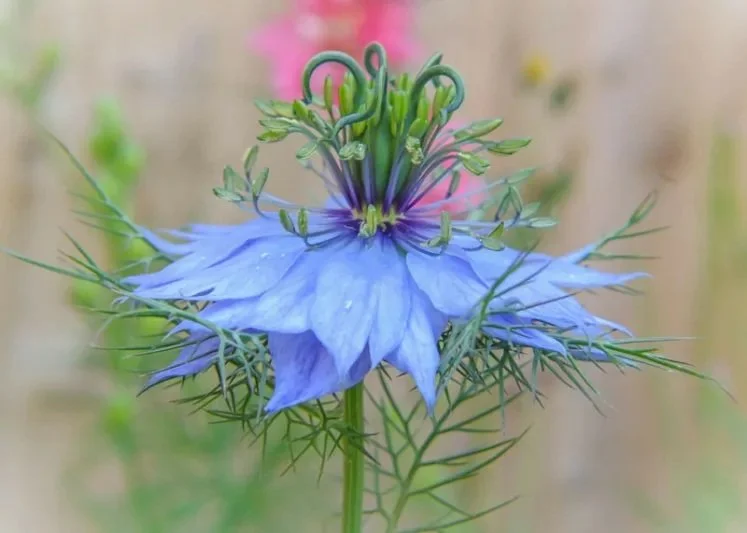 Nigella 'Miss Jekyll Lt Blue'