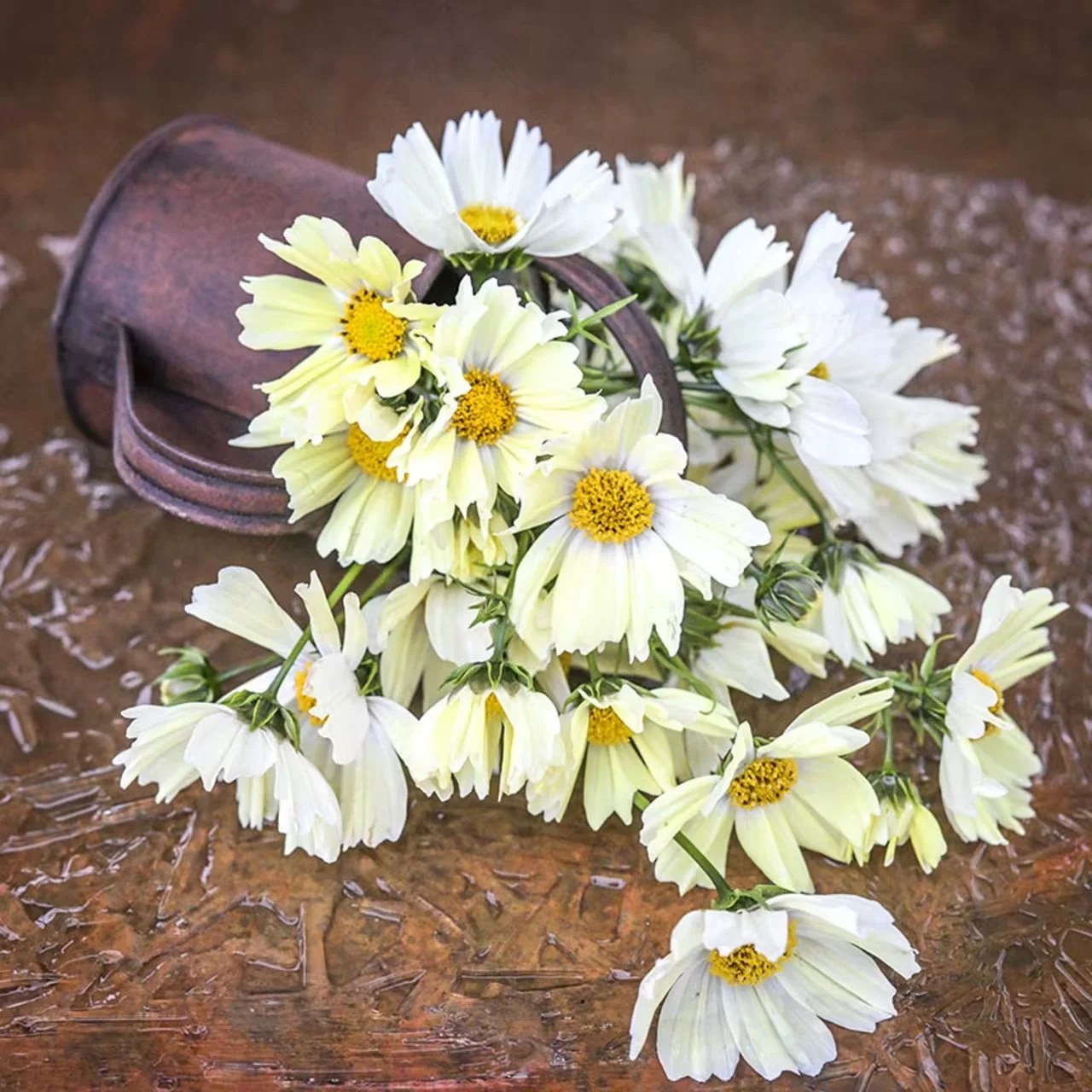 Cosmos 'Kiiro'