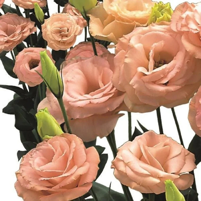 lisianthus lisadora apricot III new.jpg