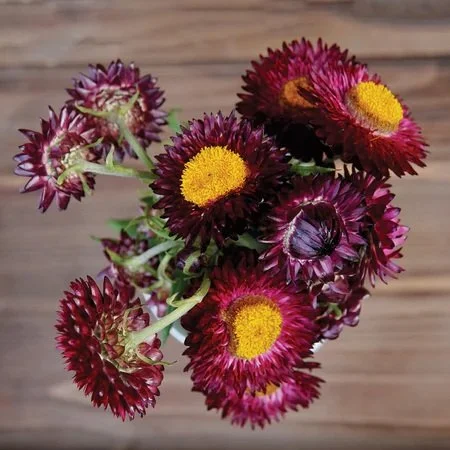 strawflower purple sunset new.jpg
