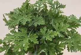Pelargonium 'Van Leenii