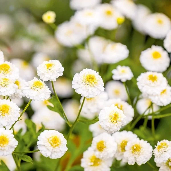 Feverfew 'White Wonder'   ++