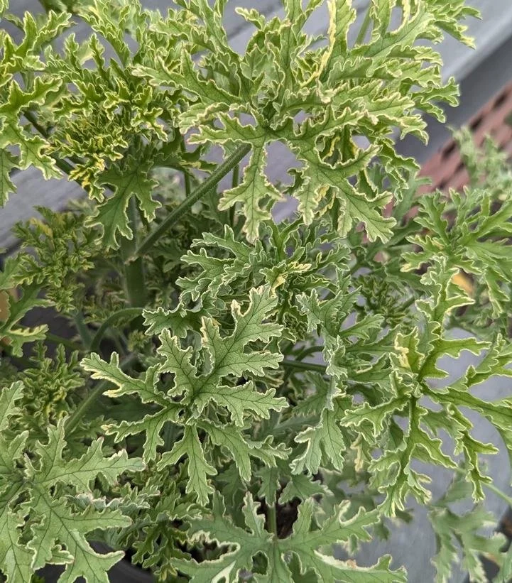 Pelargonium 'Lady Plymouth'