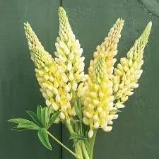 Lupine 'Chandelier'