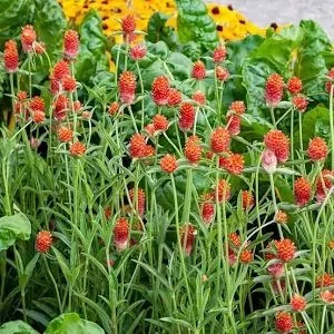 Gomphrena 'QIS Fiery Sunrise Blend'