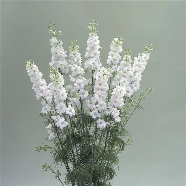 larkspur white new.jpg
