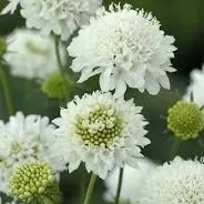 scabiosa snow maiden new.jpg