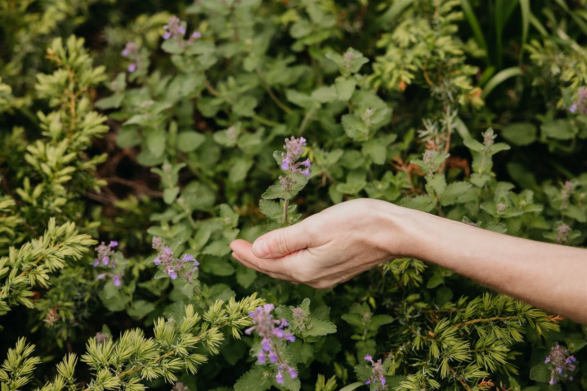 A hand holding a purple flowering plant amid green foliage and small purple flowers.
