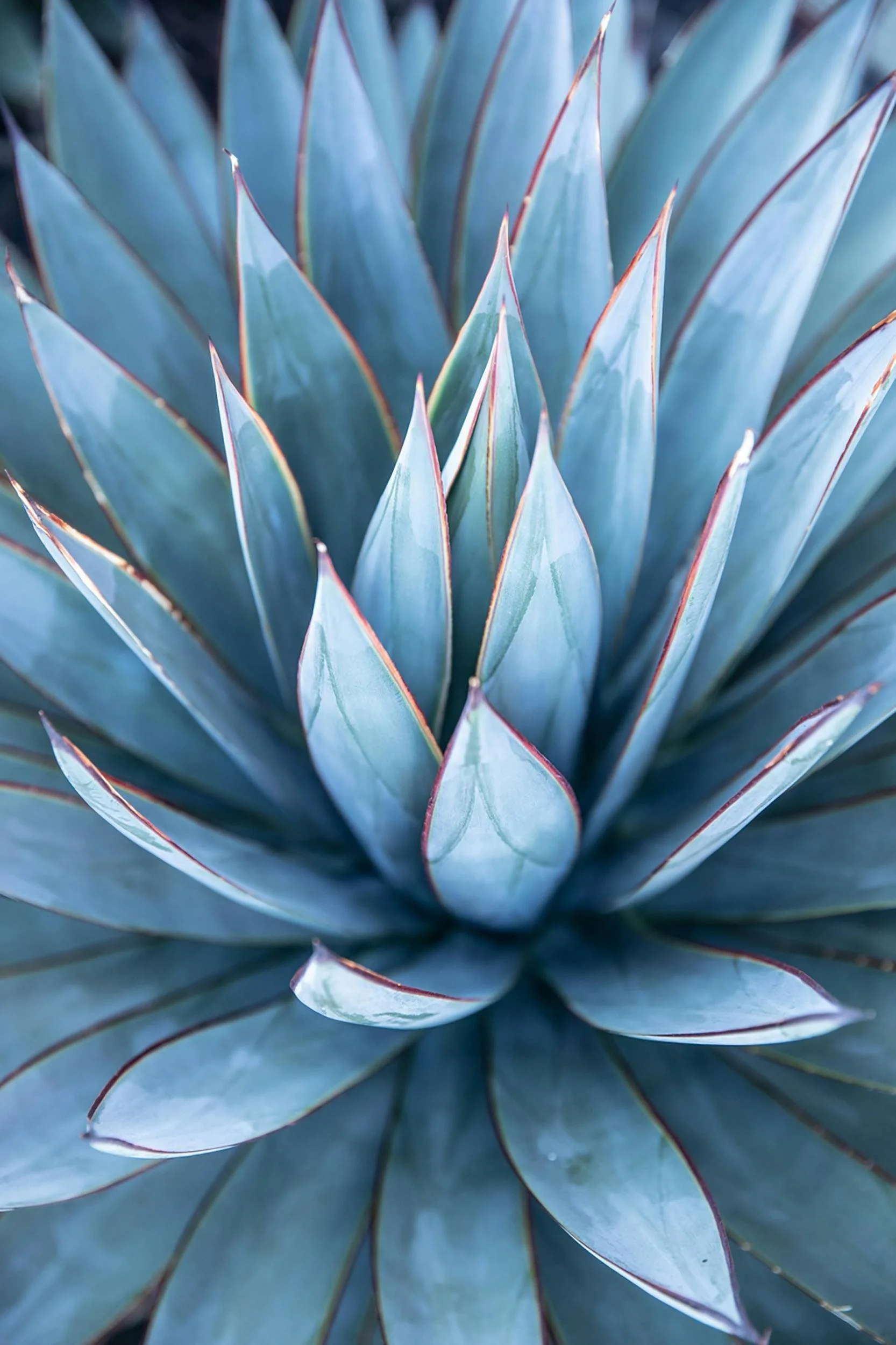 Close-up of blue and green succulent plant with pointed leaves and reddish edges.
