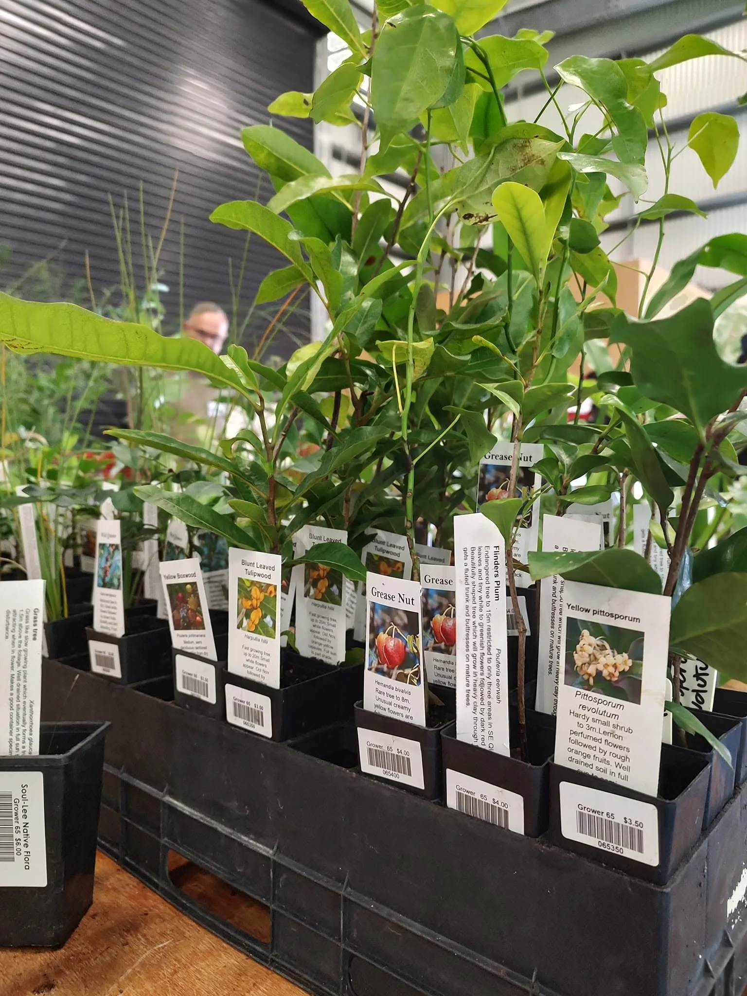 Native Plants Market 2 .jpg