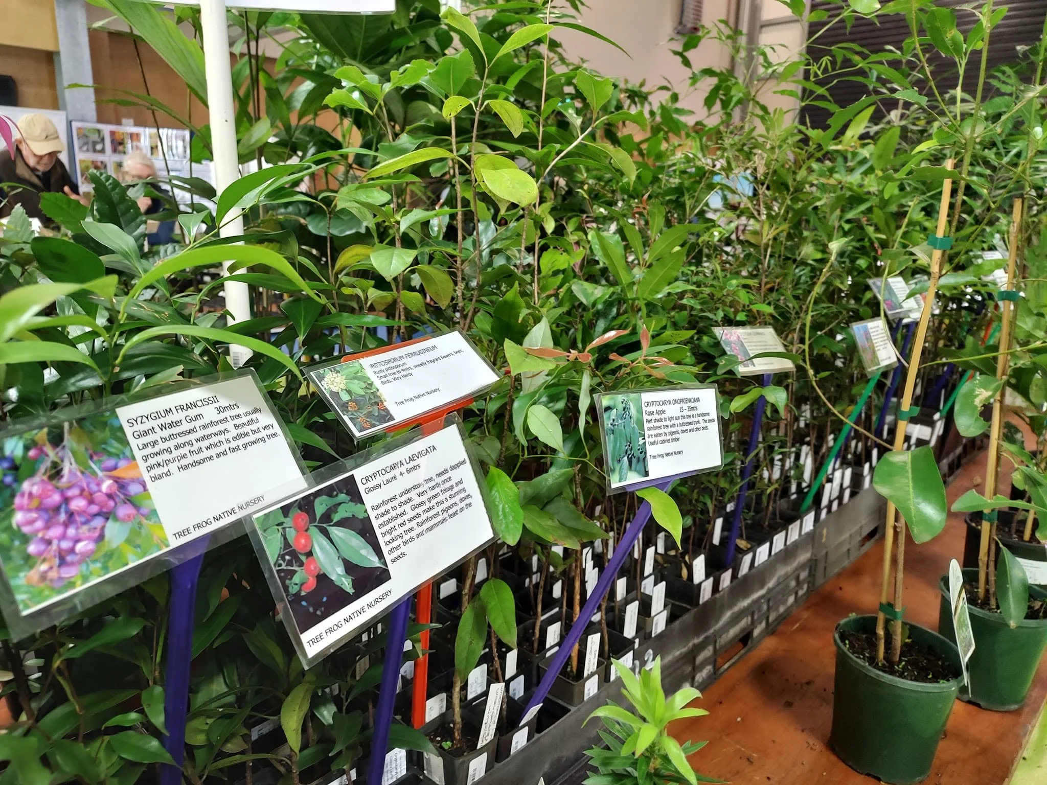 Native Plants Market 3 .jpg