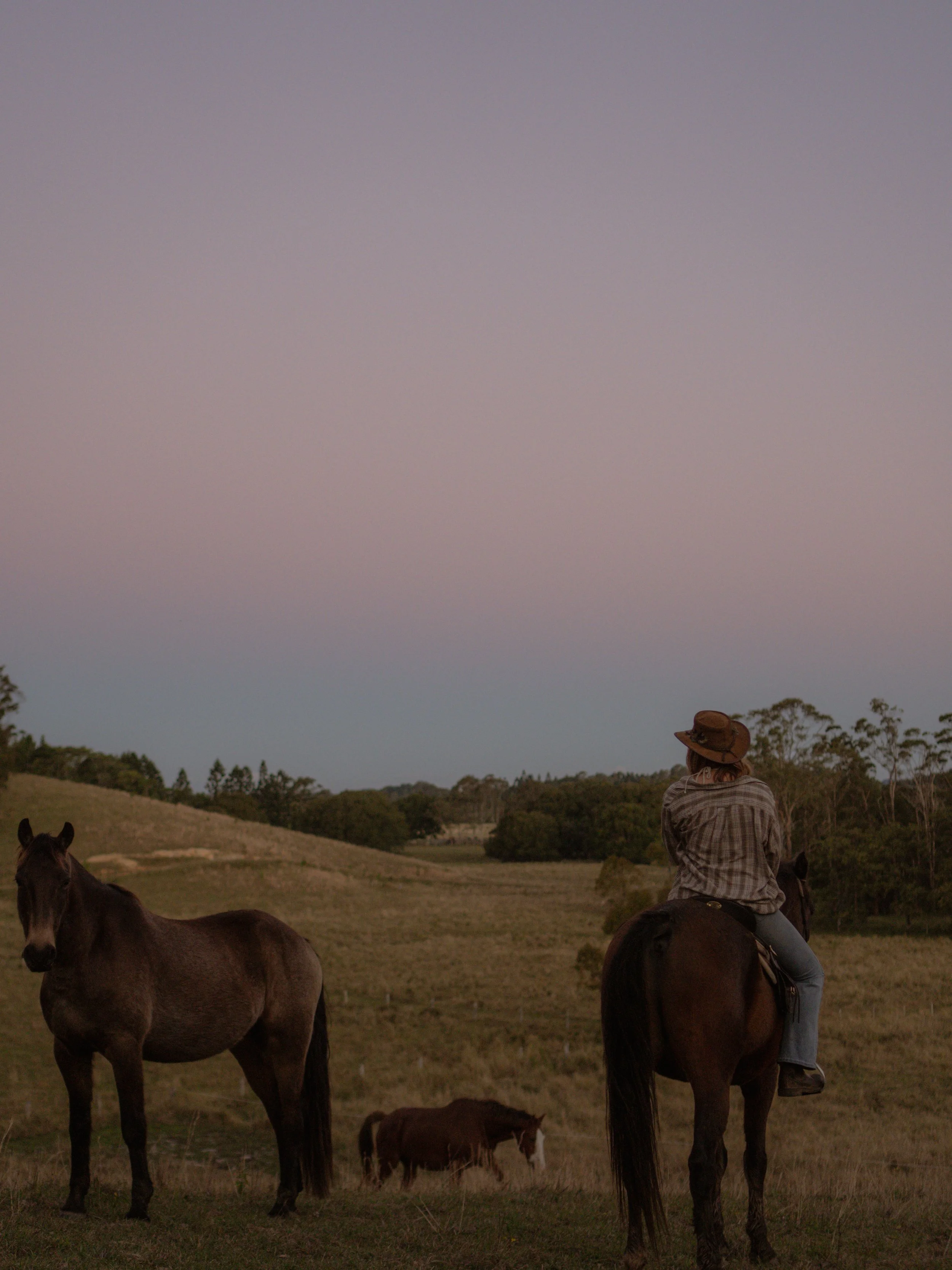 A person riding a horse in a field at sunset, with two other horses grazing nearby and trees in the background.