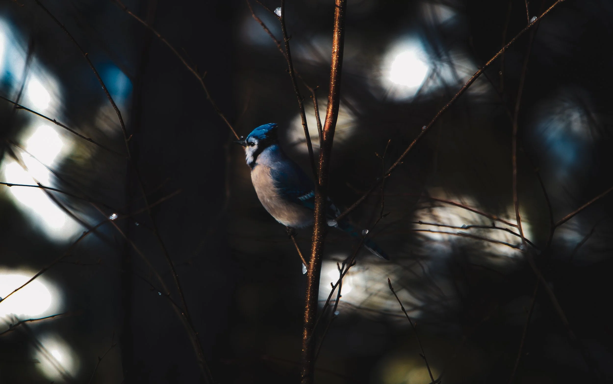 Still February-3.jpg