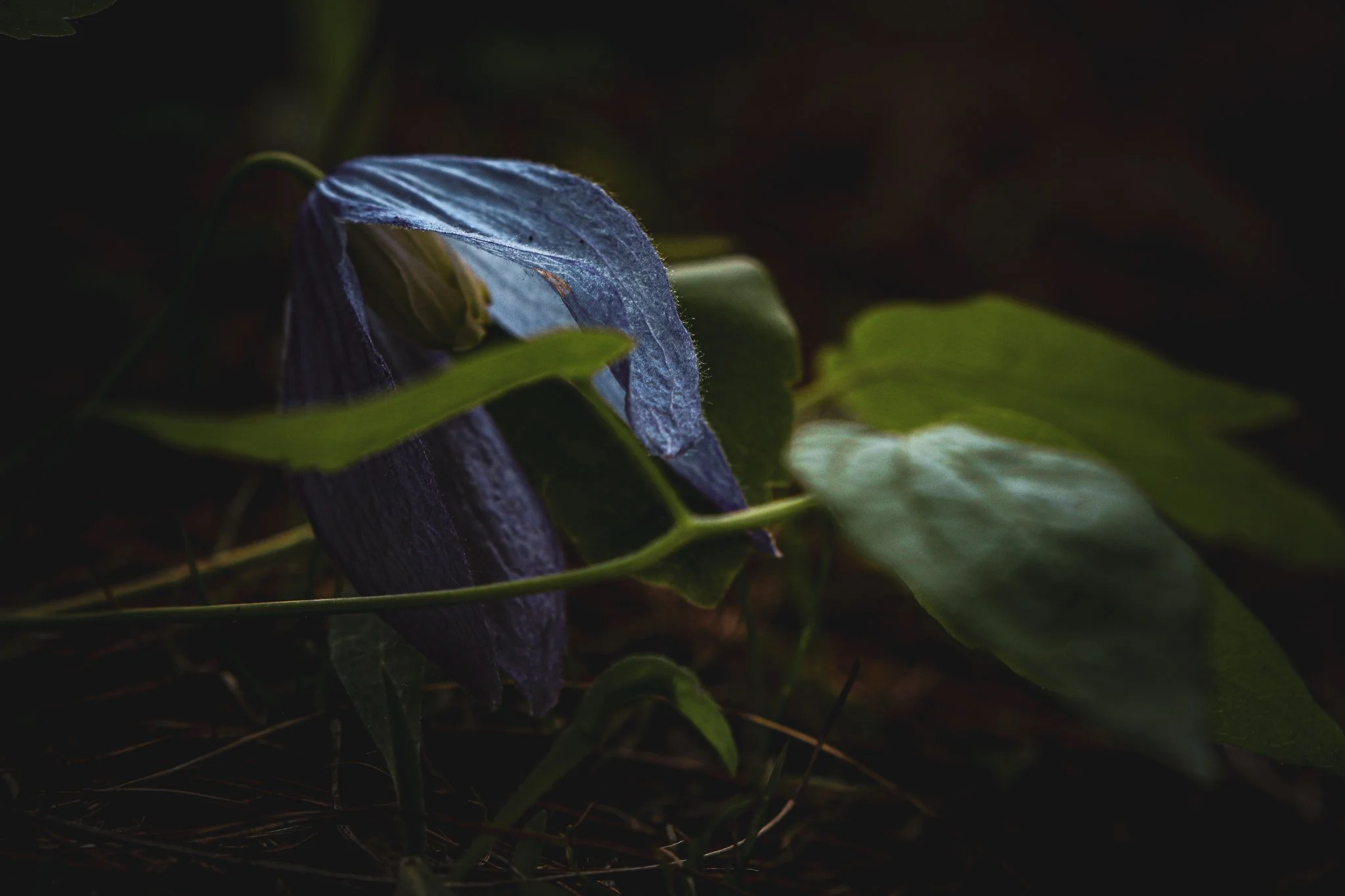 Rare Flower Clearwater 26.jpg