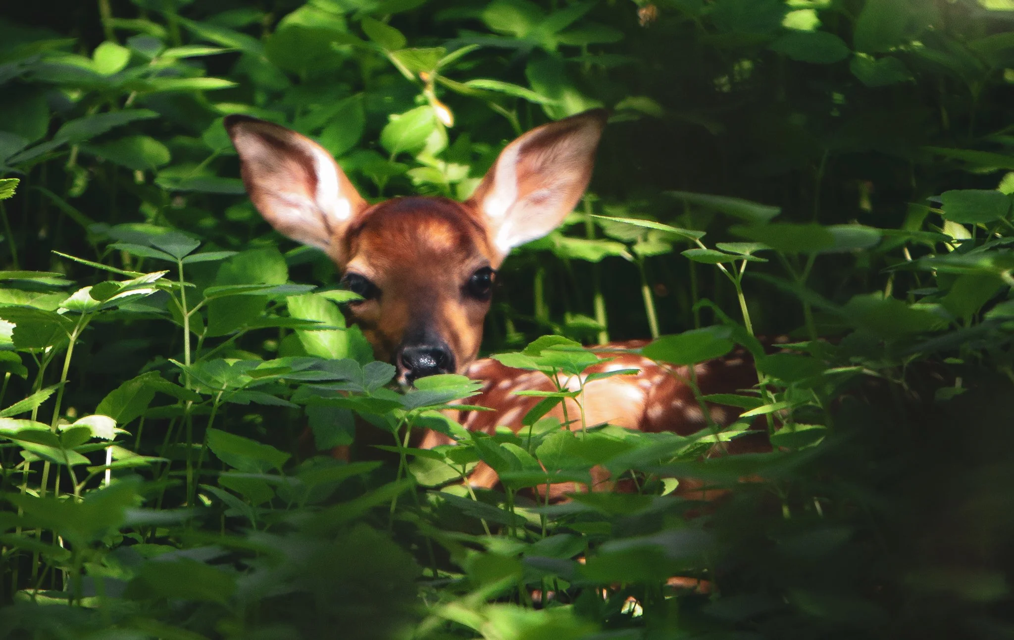 New Life Fawn.jpg