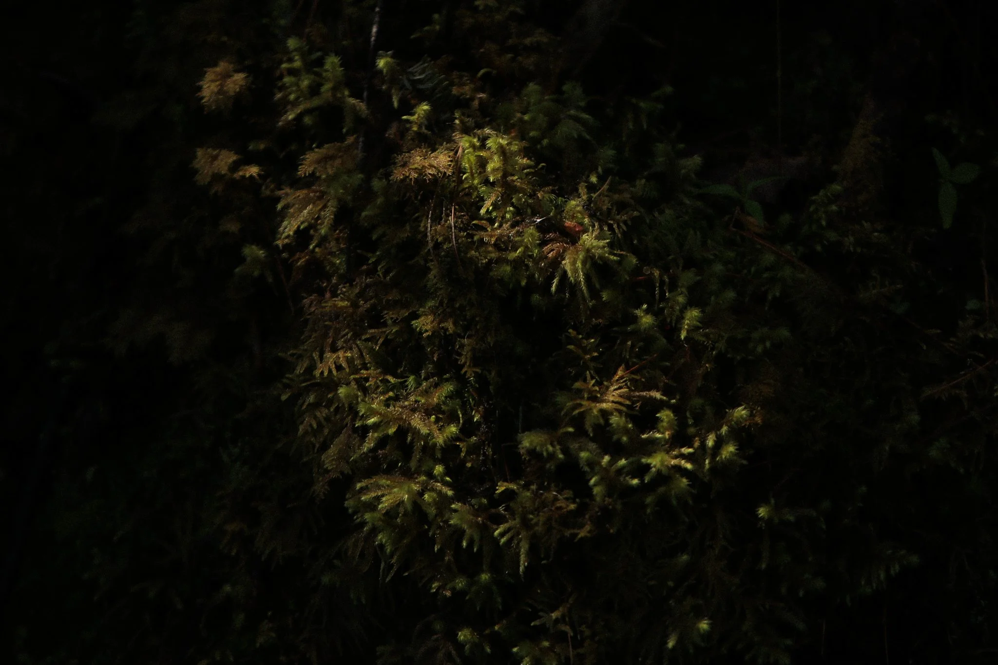 Moss.jpg