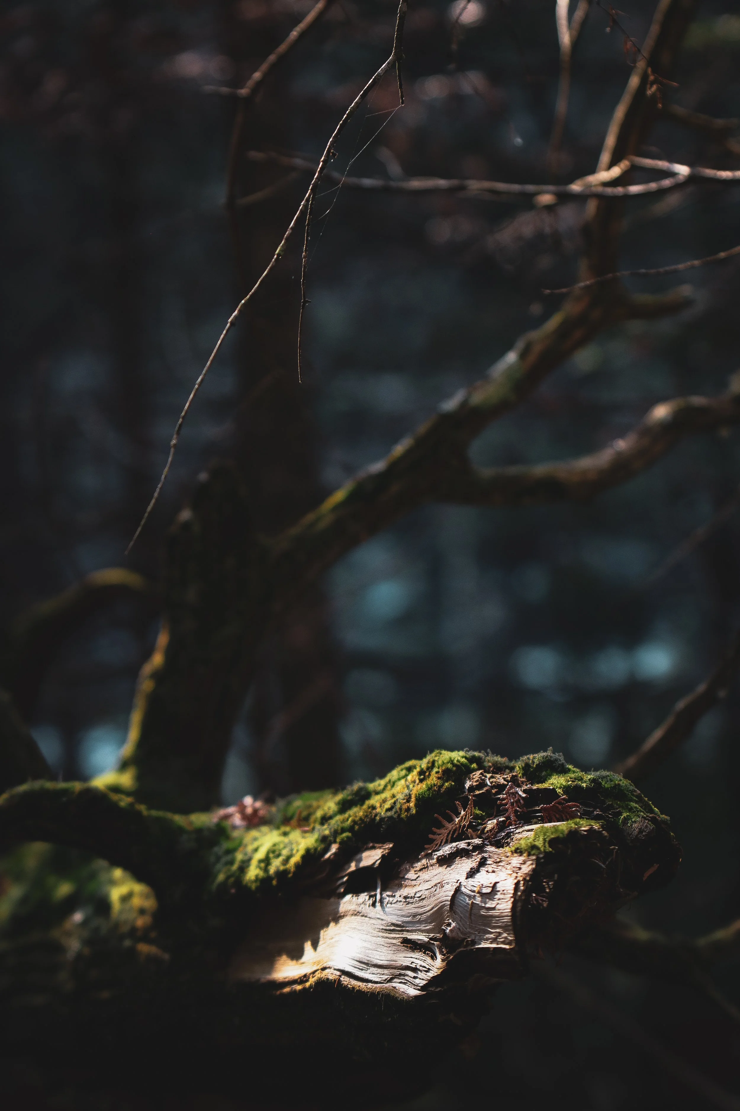 Still February-4.jpg