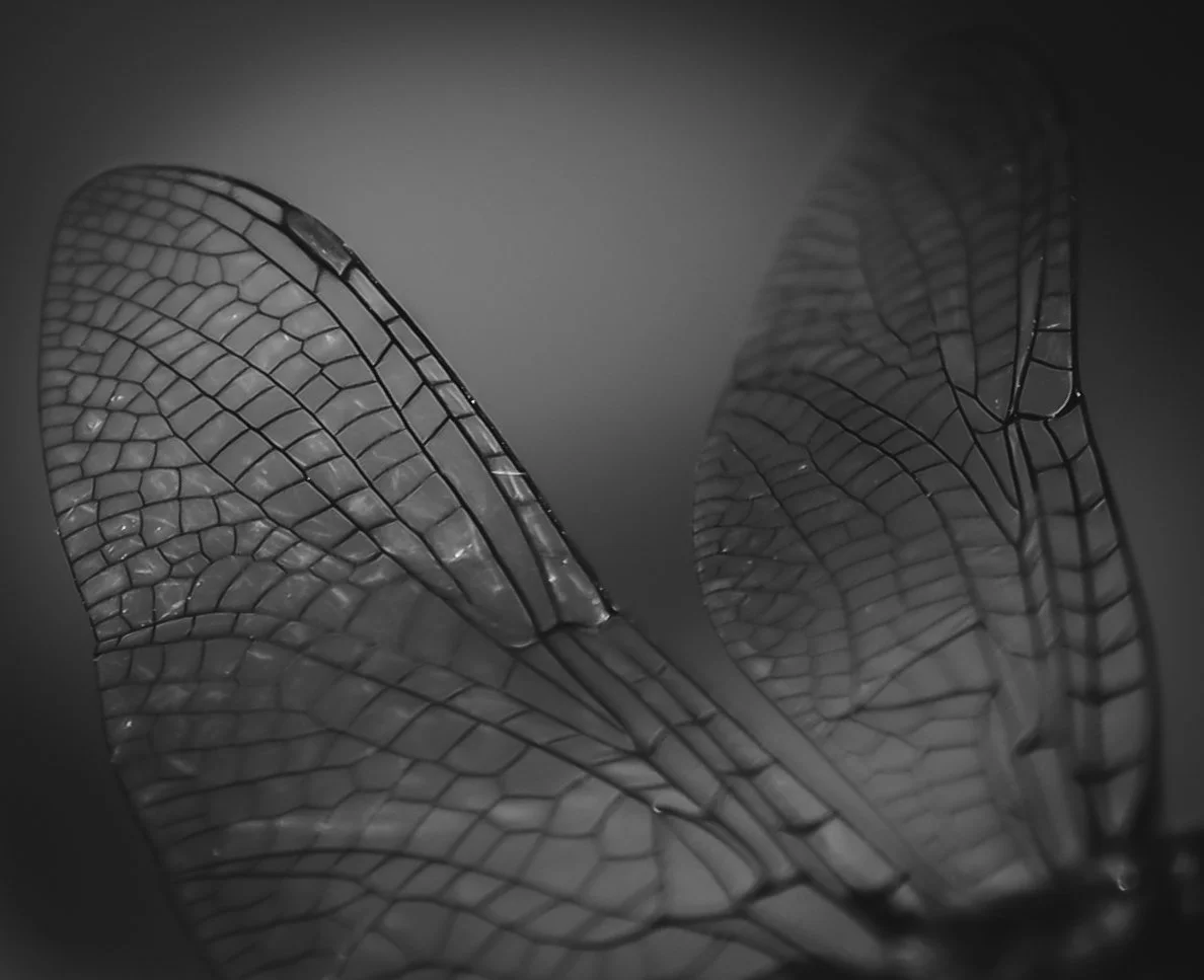 Still February-1.jpg