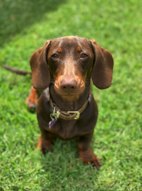A brown dachshund dog standing on green grass, looking directly at the camera.
