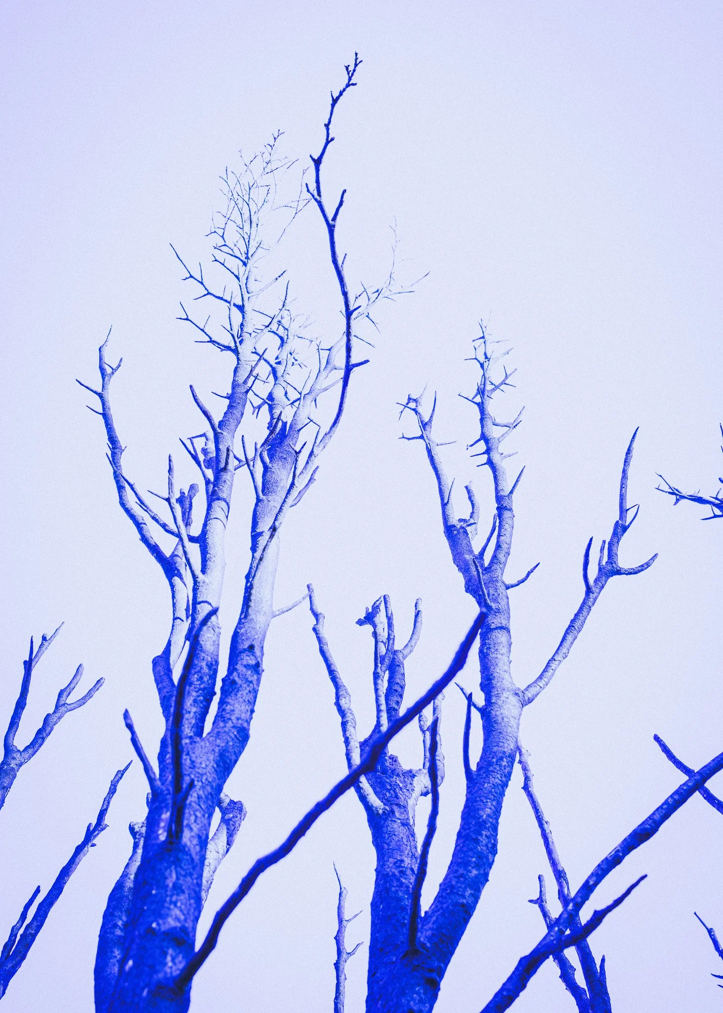 Bare tree branches painted or illuminated blue against a pale sky.
