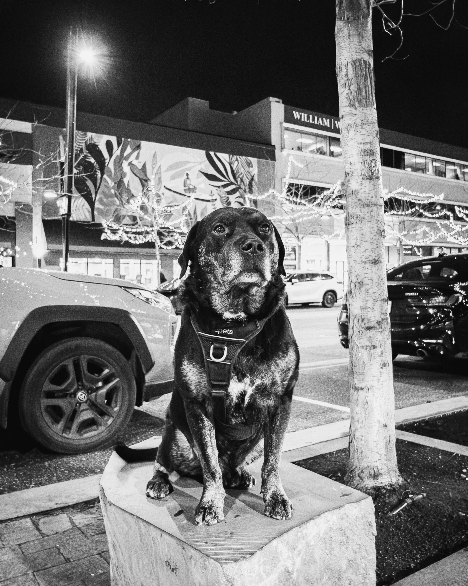 Black and tan Labrador Retriever dog sitting on a wooden block on a city sidewalk at night, with parked cars, lit trees, and a building with storefronts in the background.