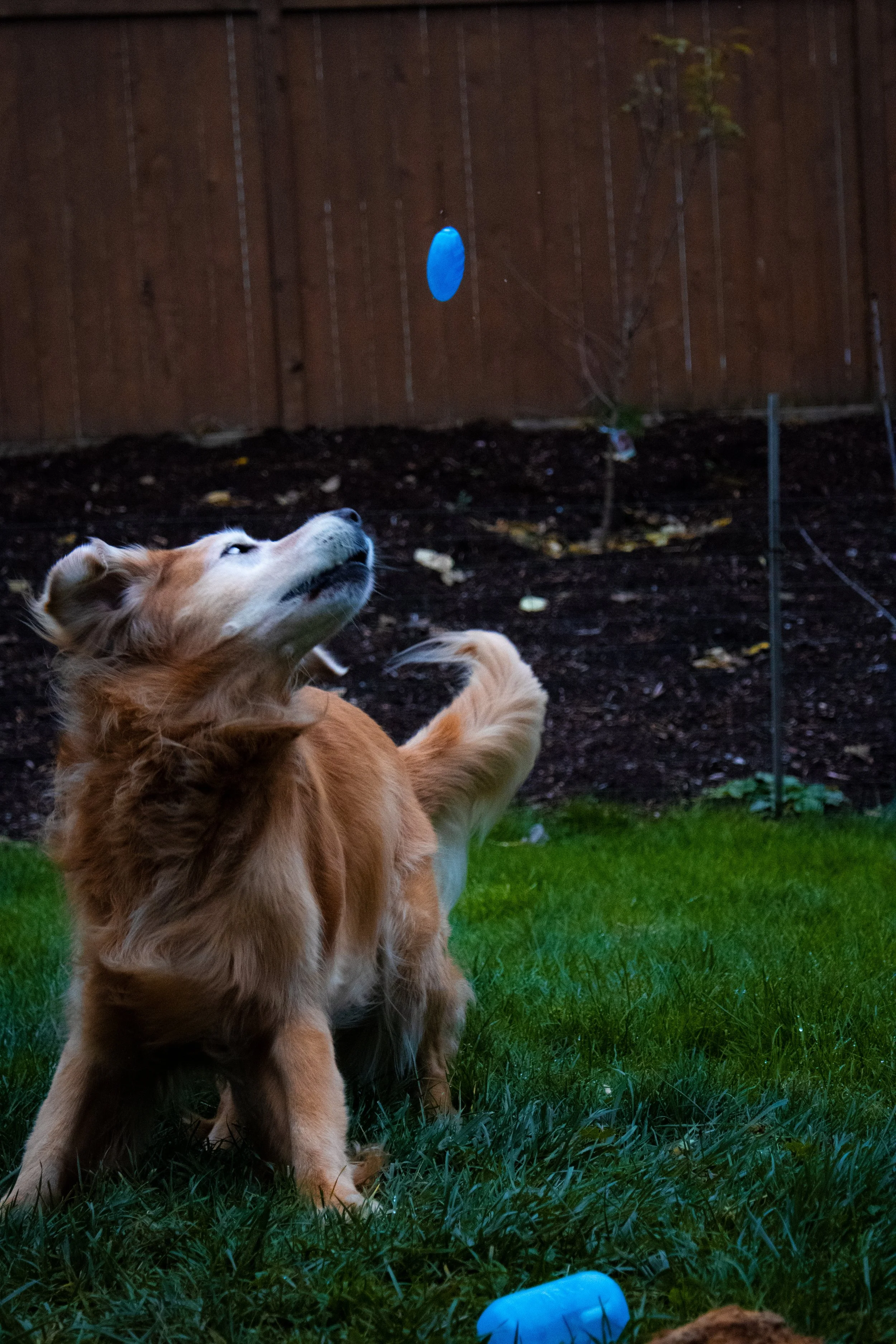 A golden retriever notices as a blue squeaker flies passed him