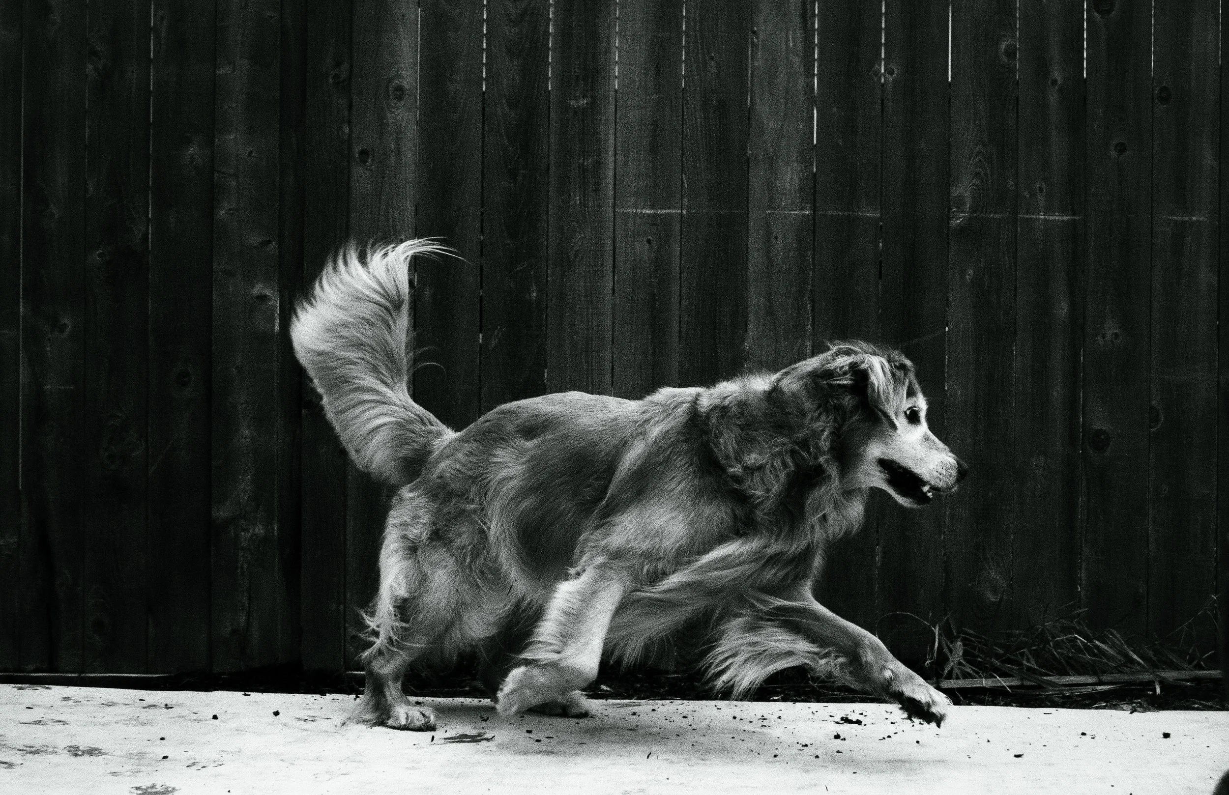 Black and White photo of Golden Retriever dashes across pavement in front of minimalist slotted wood fence