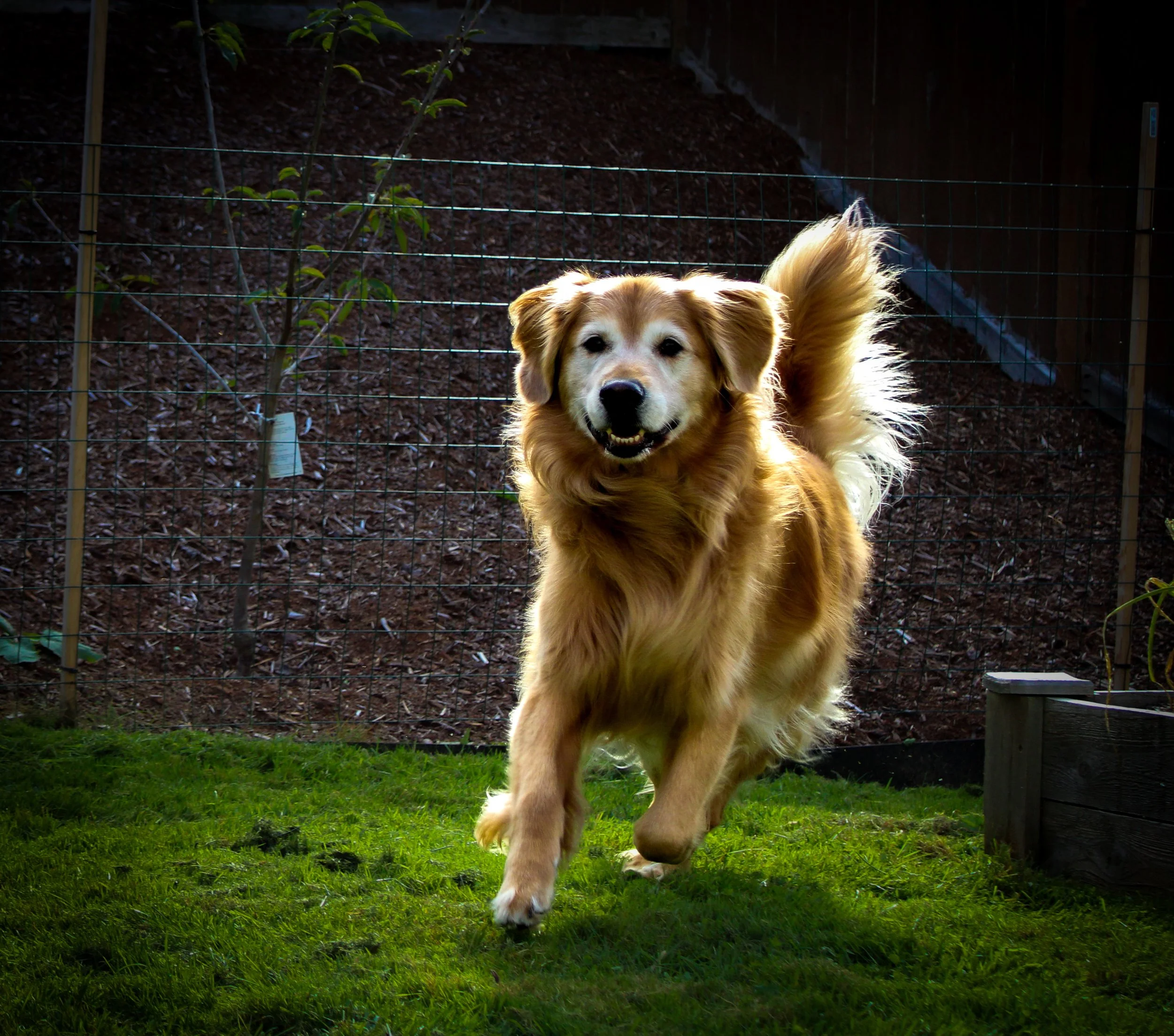 Color photo of golden retriever happily running through a backyard