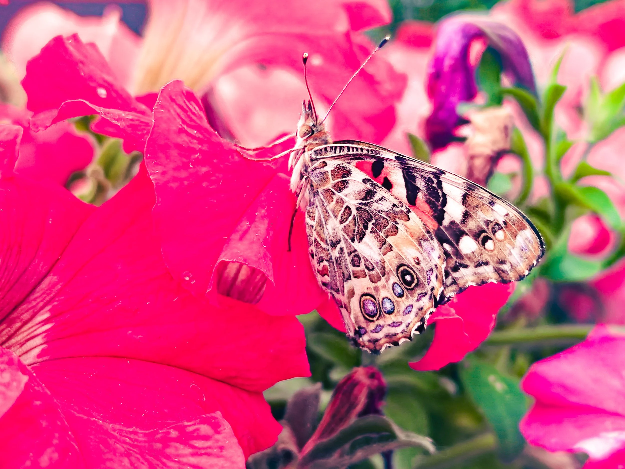 Color photo of a butterfly seated on a vibrant pink flower. Other pink and purple flowers swirl in a water color style in the background.