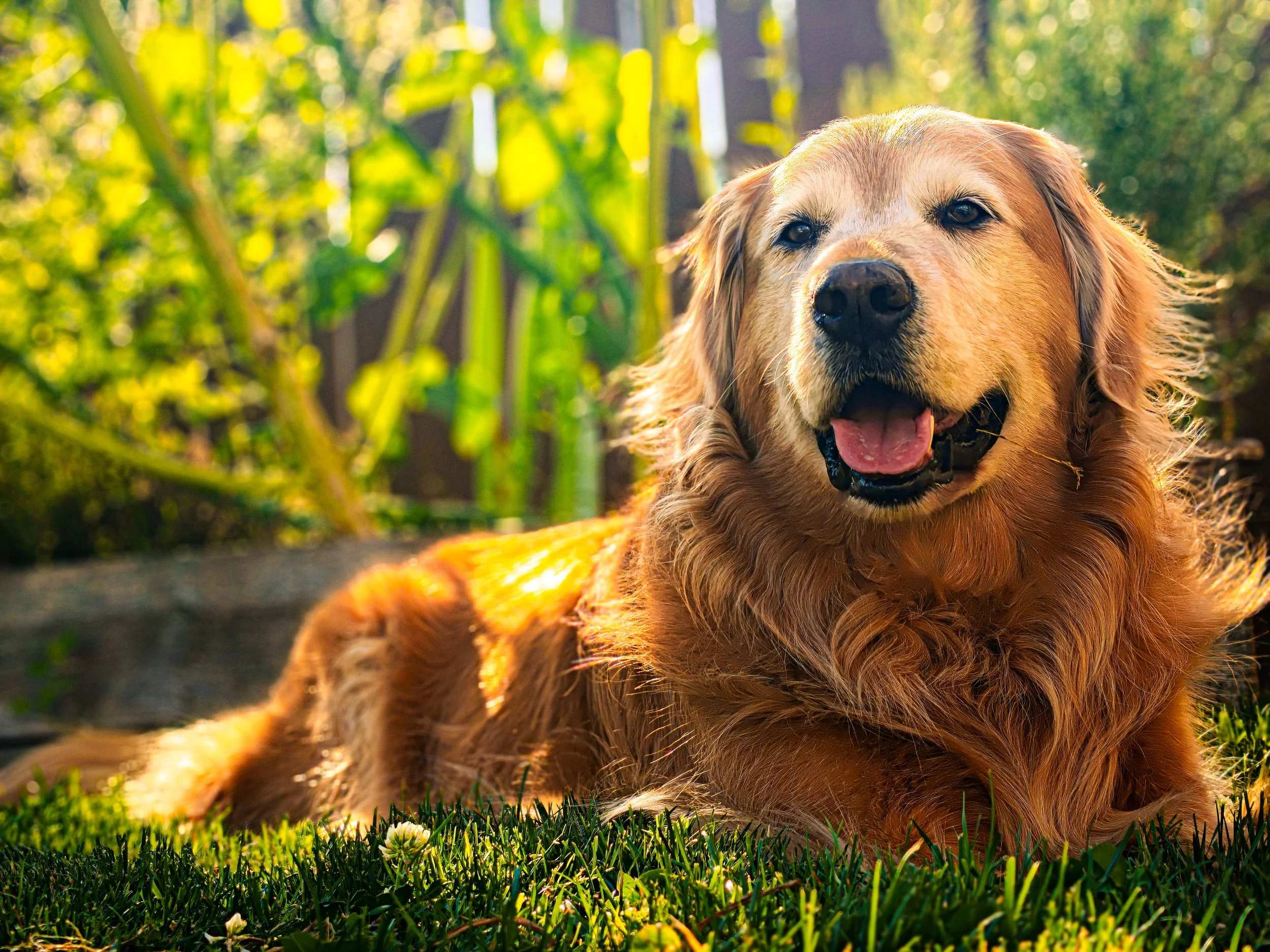 Happy golden retriever basks in speckled golden light in a garden with grass