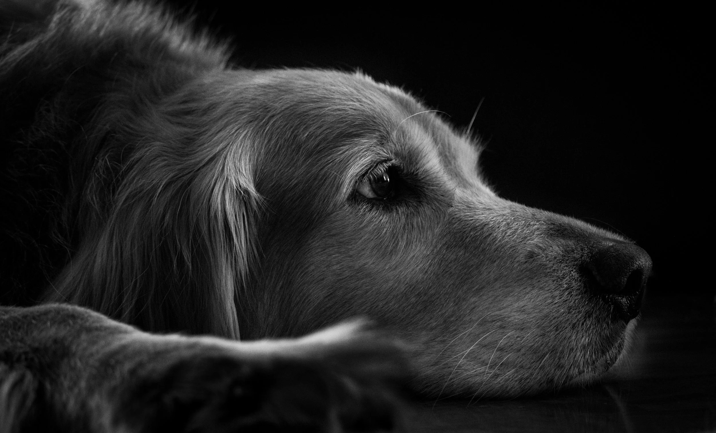 Black and white portrait of serene Adult Golden Retriever dog