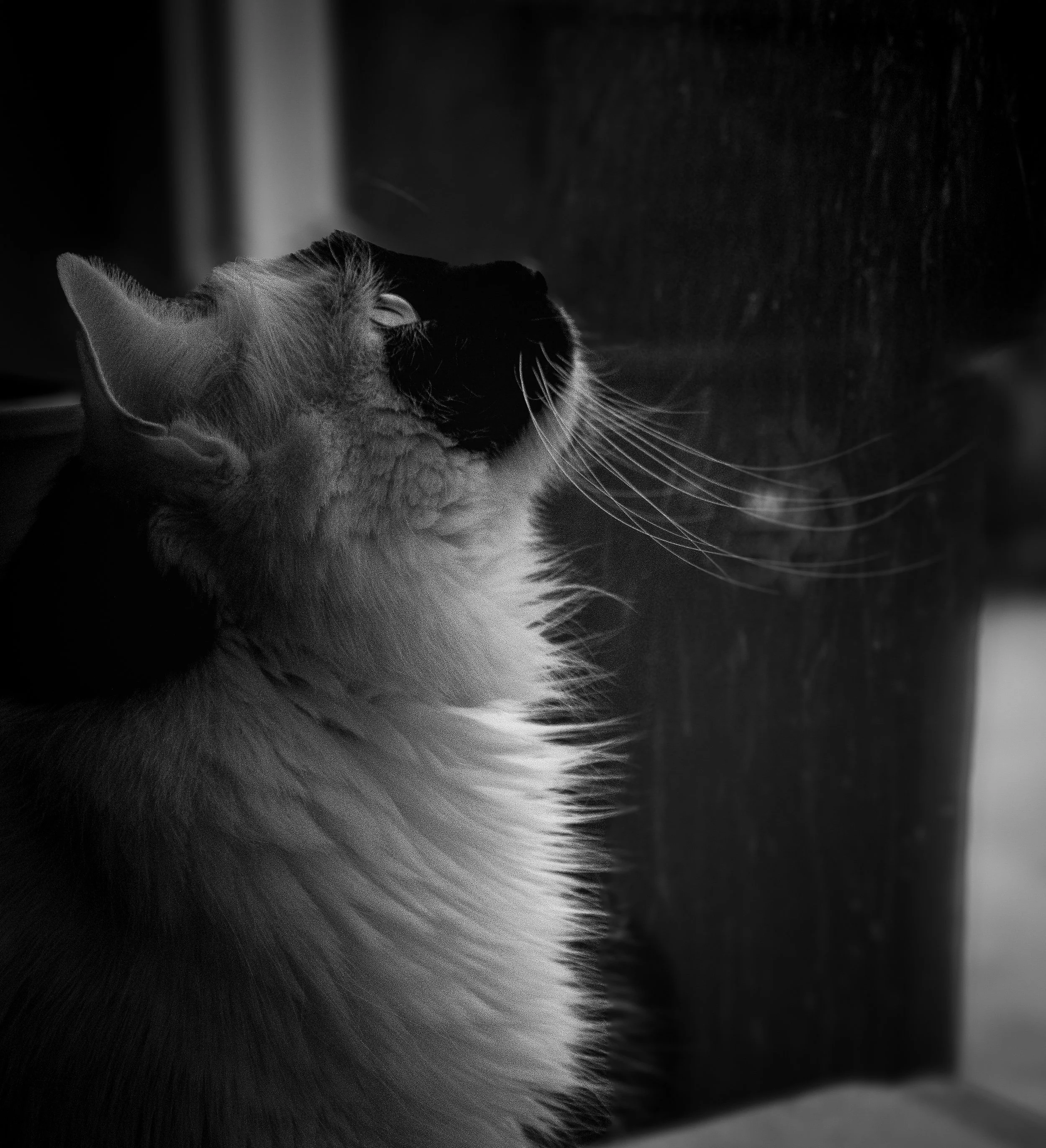 A long hair black and white cat looks up wistfully out a window speckled in raindrops