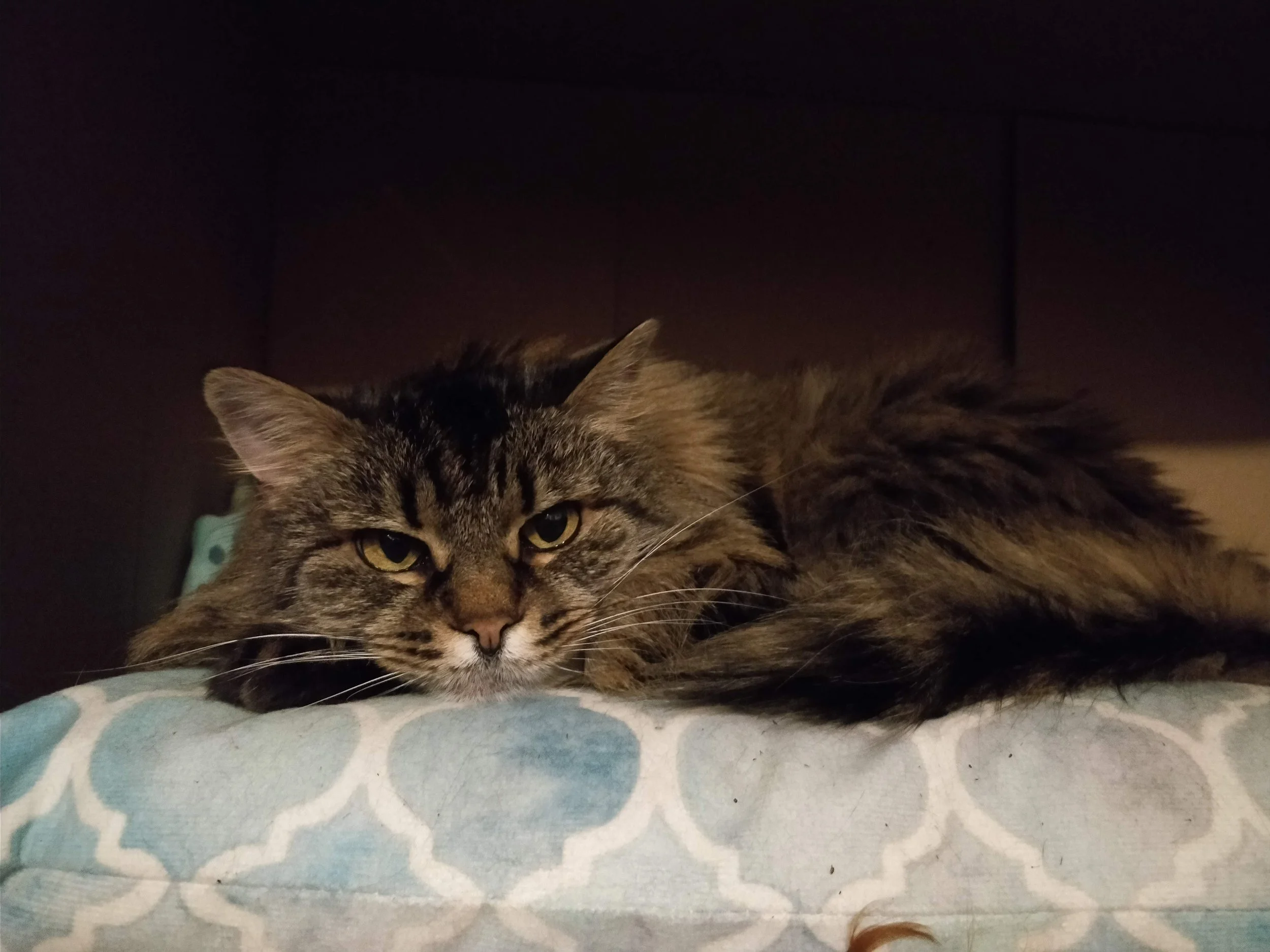 Golden eyed long hair tabby cat rests on a blue pillow that has a white pattern.
