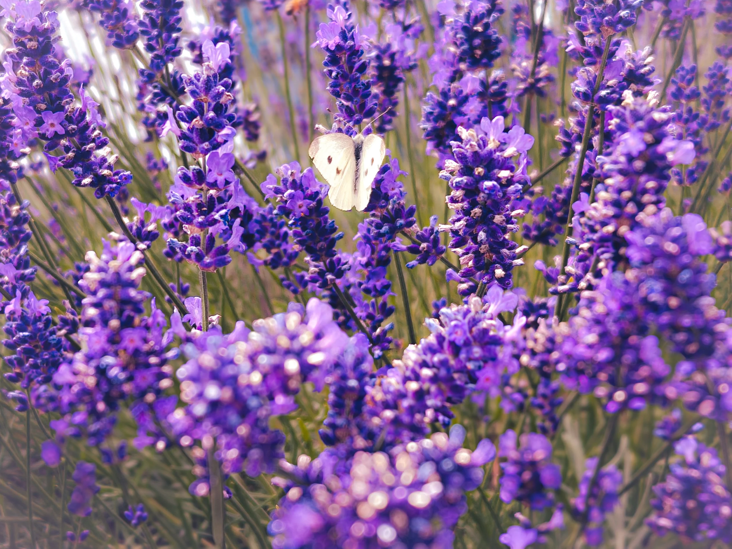 A white butterfly grazes on vibrant stalks of lavender flowers