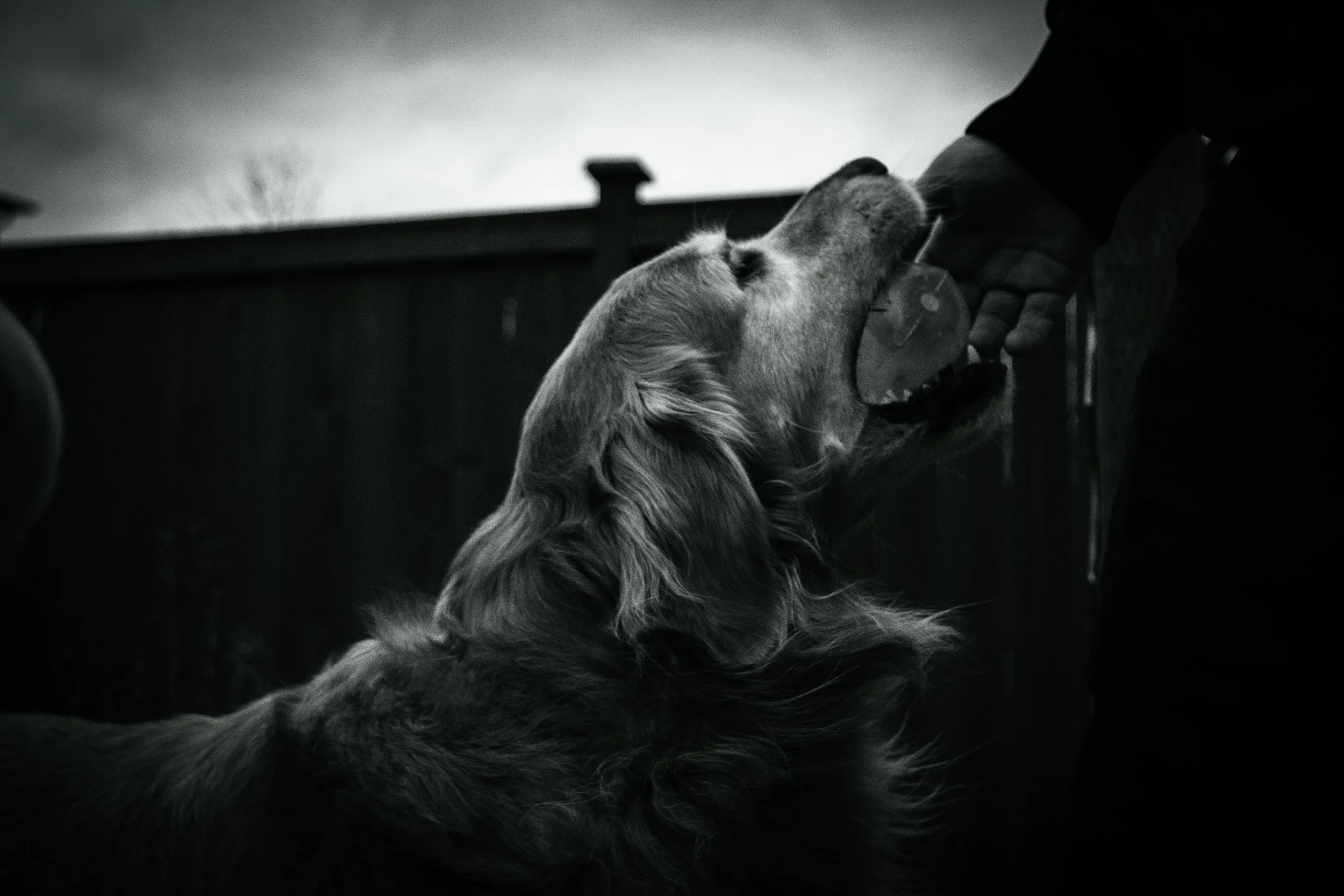 Shot in black and white, a tender exchange of a translucent squeaker between a golden retriever and their guardian.