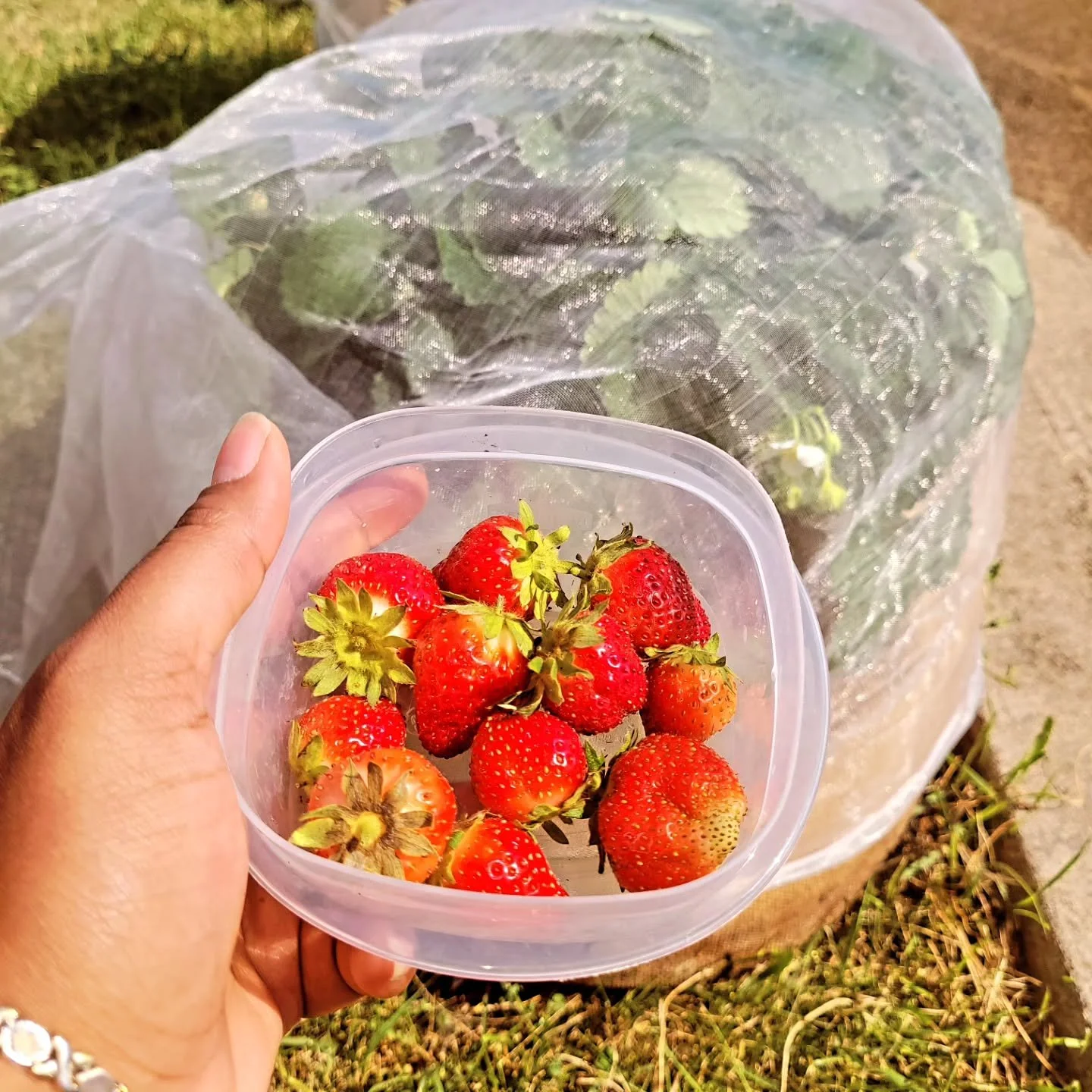 My strawberry 🍓 harvested today. I usually get this many every 4-5 days just from my one plant! Next year, Im planting 3! We eat a lot of strawberries here 😀