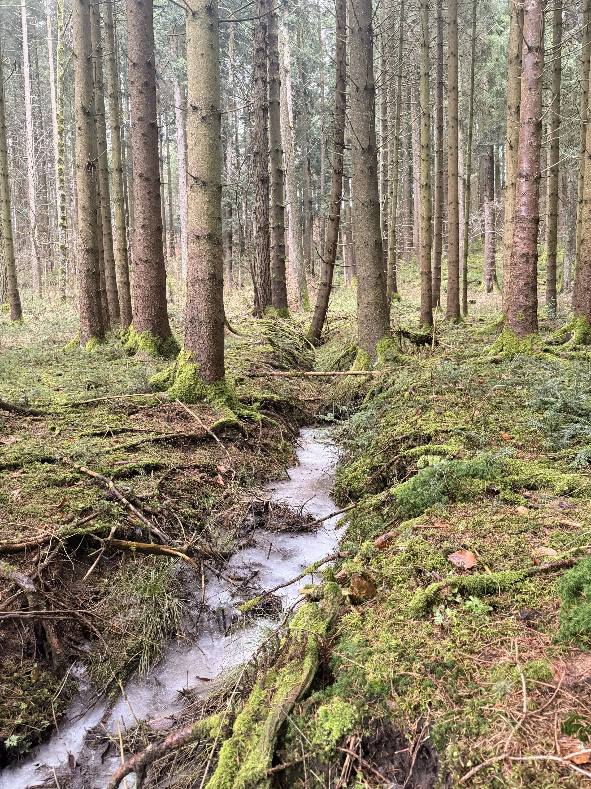 Day 83 - Forest Finds and Family Games in Scharnstein